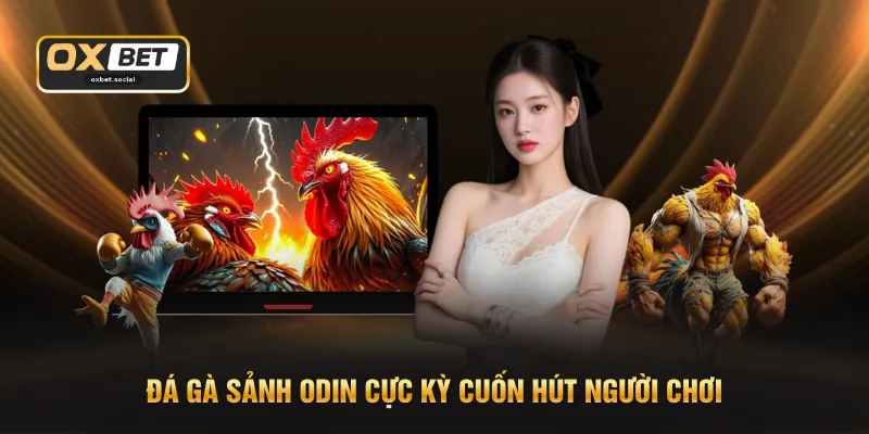 Đá Gà Sảnh ODIN - Hoạt Động 24/7 Không Gián Đoạn Trận Nào