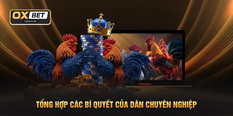 Đá Gà Sảnh ODIN - Hoạt Động 24/7 Không Gián Đoạn Trận Nào